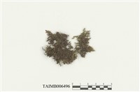 藏品(鹿兒島耳葉蘚)的圖片